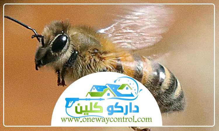 شركة مكافحة النحل بالطائف 21 شركة مكافحة النحل بالطائف