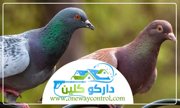 شركة مكافحة الحمام بمكة