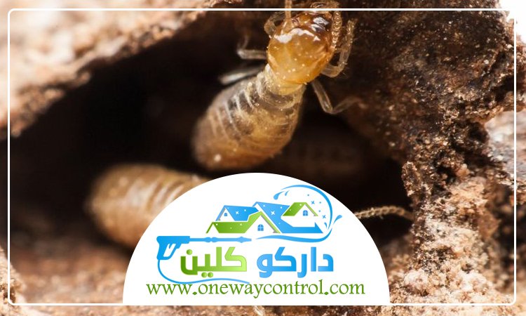 شركة مكافحة حشرات بالطائف 4 شركة مكافحة حشرات بالطائف