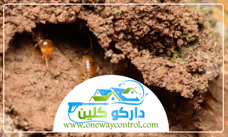 شركة مكافحة حشرات بعسفان 2 شركة مكافحة حشرات بعسفان