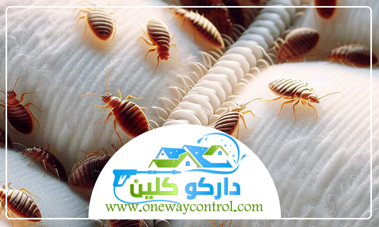 شركة مكافحة بق الفراش برابغ