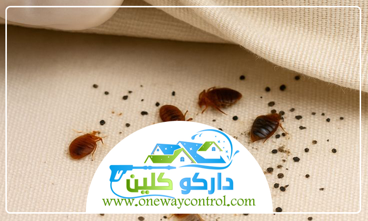 شركة مكافحة بق الفراش برابغ