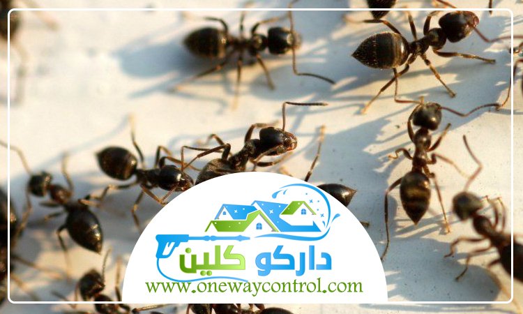 شركة مكافحة العتة بعسفان