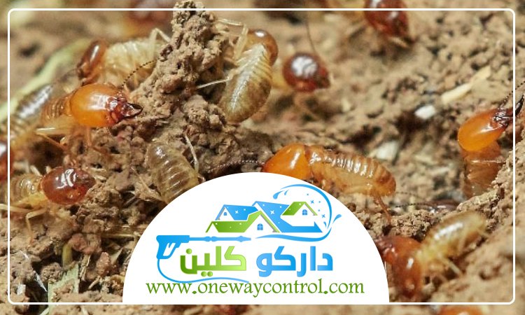 شركة مكافحة حشرات بالطائف