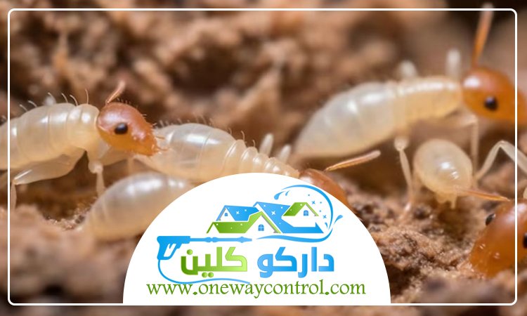 شركة مكافحة حشرات بالطائف 5 شركة مكافحة حشرات بالطائف