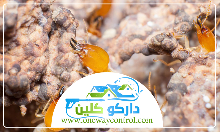 شركة مكافحة حشرات بعسفان 3 شركة مكافحة حشرات بعسفان