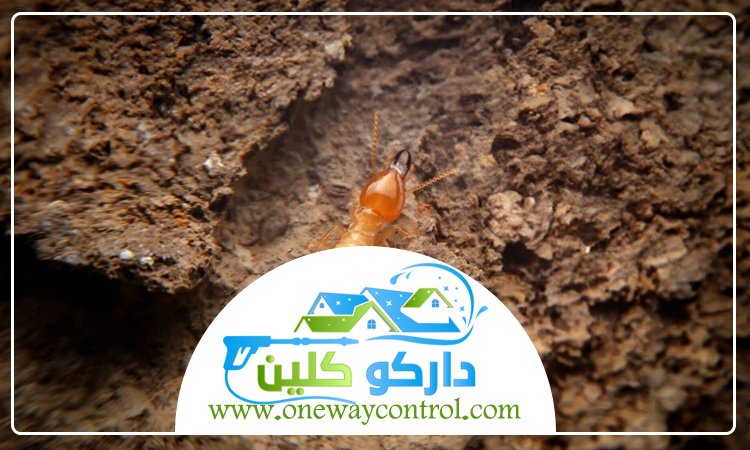 شركة مكافحة العتة بالمدينة المنورة