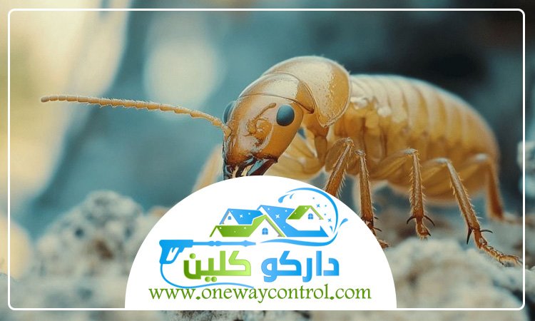 شركة مكافحة العتة بالجموم