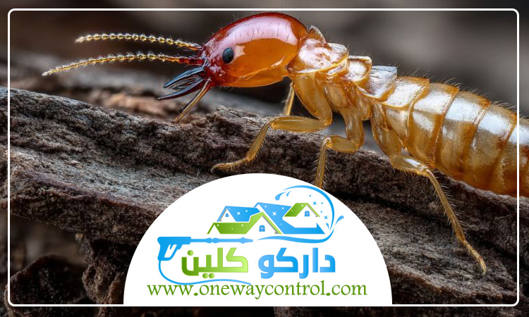 شركة مكافحة العتة بالجموم 1 شركة مكافحة العتة بالجموم