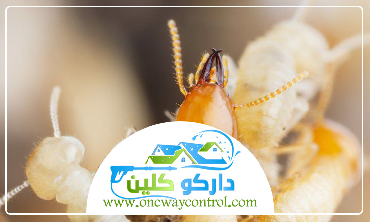 شركة مكافحة العتة بالجموم 2 شركة مكافحة العتة بالجموم