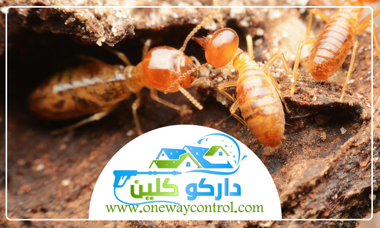 شركة مكافحة العتة بالجموم 3 شركة مكافحة العتة بالجموم