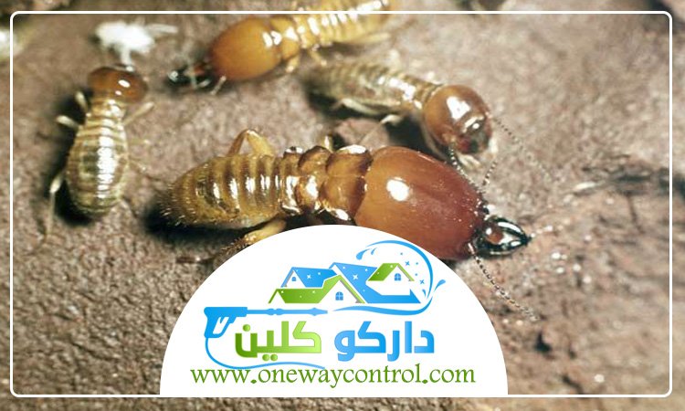 شركة مكافحة العتة بالجموم