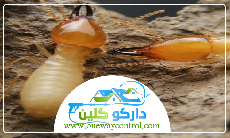شركة مكافحة العتة بالليث 1 شركة مكافحة العتة بالليث