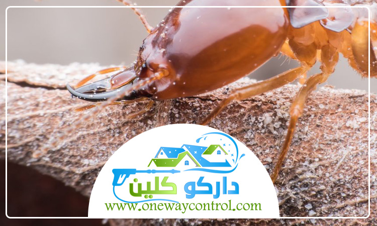 شركة مكافحة العتة بالليث 2 شركة مكافحة العتة بالليث