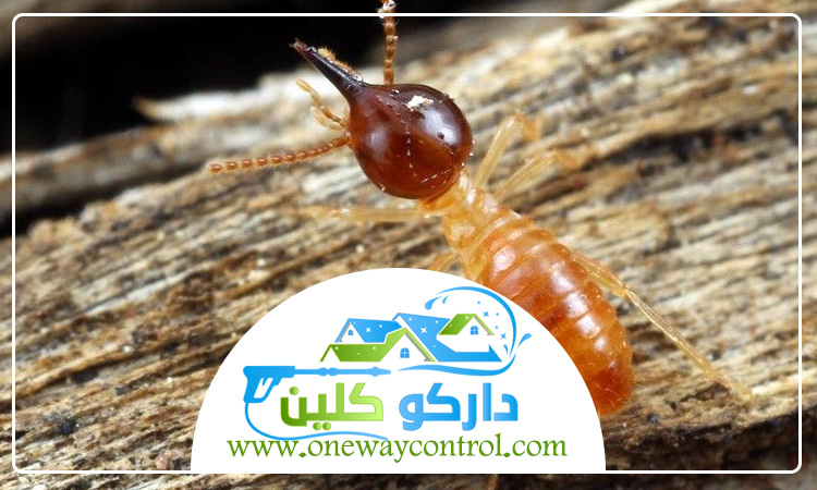 شركة مكافحة العتة بالليث 3 شركة مكافحة العتة بالليث