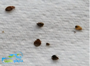 شركة مكافحة الحشرات بمكة: 3 معايير حاسمة تضمن لك حماية مثالية 2 استخدامنا بشركة مكافحة الحشرات بمكة